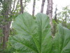 Thumbnail IMG_8330.JPG 