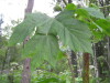 Thumbnail IMG_8331.JPG 