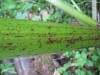 Thumbnail IMG_8333.JPG 