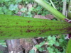 Thumbnail IMG_8334.JPG 
