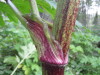 Thumbnail IMG_8335.JPG 