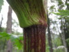 Thumbnail IMG_8336.JPG 