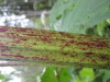 Thumbnail IMG_8337.JPG 