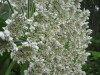 Thumbnail IMG_8338.JPG 