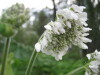 Thumbnail IMG_8339.JPG 