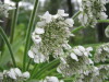 Thumbnail IMG_8340.JPG 