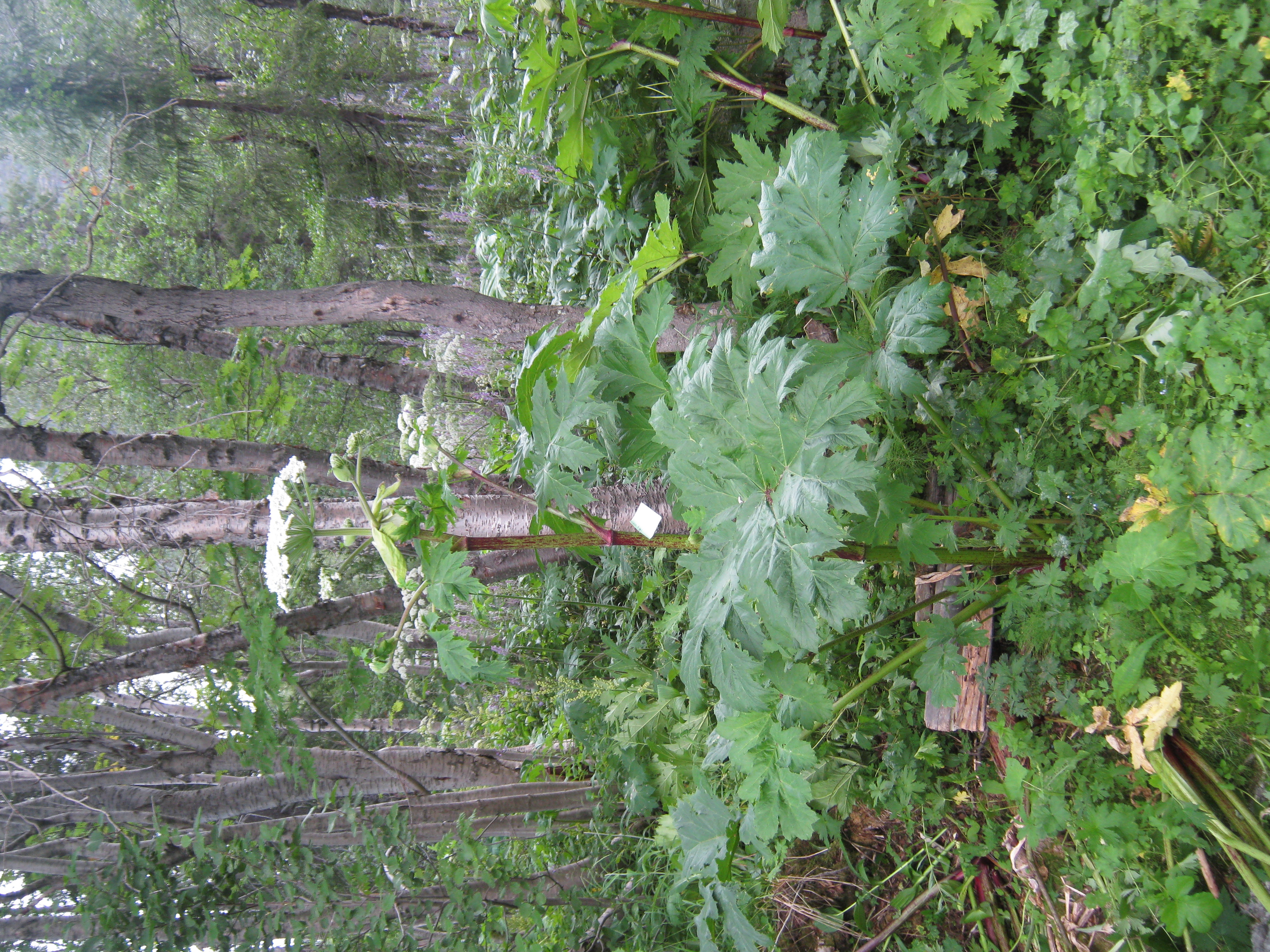 IMG_8322.JPG 