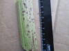 Thumbnail IMG_3398.JPG 