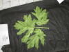 Thumbnail IMG_3401.JPG 
