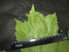 Thumbnail IMG_3403.JPG 