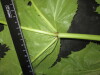Thumbnail IMG_3404.JPG 