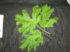 Thumbnail IMG_3405.JPG 