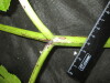 Thumbnail IMG_3406.JPG 