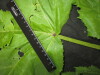 Thumbnail IMG_3407.JPG 