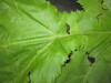 Thumbnail IMG_3409.JPG 