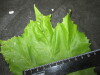 Thumbnail IMG_3410.JPG 