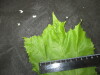 Thumbnail IMG_3411.JPG 
