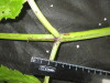 Thumbnail IMG_3412.JPG 