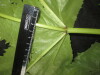 Thumbnail IMG_3413.JPG 