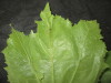Thumbnail IMG_3414.JPG 