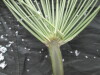 Thumbnail IMG_3416.JPG 