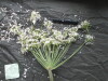 Thumbnail IMG_3417.JPG 