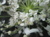 Thumbnail IMG_3418.JPG 