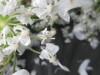 Thumbnail IMG_3419.JPG 
