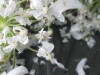 Thumbnail IMG_3420.JPG 
