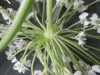 Thumbnail IMG_3421.JPG 