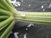 Thumbnail IMG_3423.JPG 
