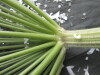 Thumbnail IMG_3424.JPG 