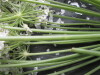 Thumbnail IMG_3425.JPG 