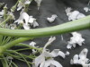 Thumbnail IMG_3426.JPG 