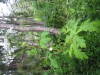 Thumbnail IMG_8343.JPG 