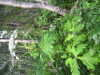Thumbnail IMG_8345.JPG 