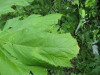 Thumbnail IMG_8346.JPG 