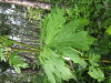 Thumbnail IMG_8347.JPG 
