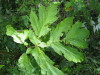 Thumbnail IMG_8348.JPG 