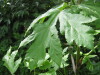 Thumbnail IMG_8349.JPG 