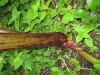 Thumbnail IMG_8350.JPG 