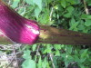 Thumbnail IMG_8352.JPG 