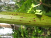 Thumbnail IMG_8353.JPG 