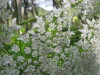 Thumbnail IMG_8356.JPG 