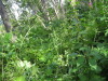Thumbnail IMG_8359.JPG 
