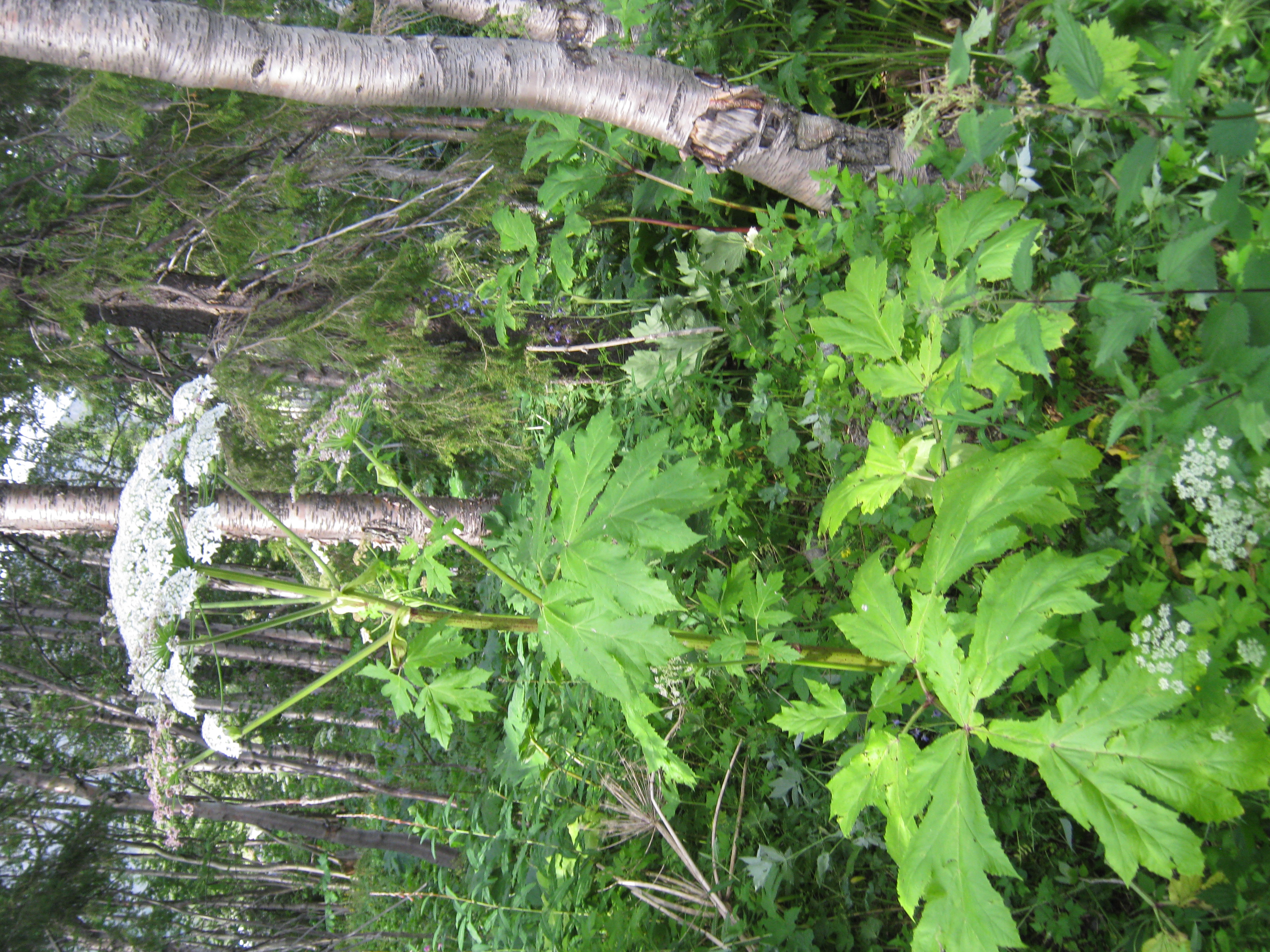 IMG_8345.JPG 