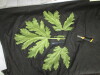 Thumbnail IMG_3516.JPG 