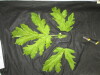 Thumbnail IMG_3517.JPG 