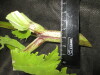 Thumbnail IMG_3519.JPG 