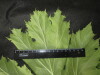 Thumbnail IMG_3520.JPG 